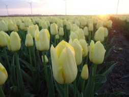 Keukenhof (68)